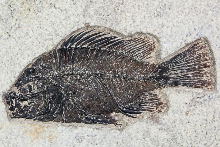 Fossil Fish (Cockerellites) - Green River Formation #107880